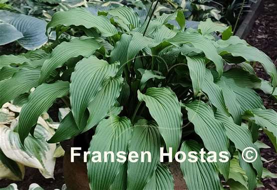 Hosta Fourth of July